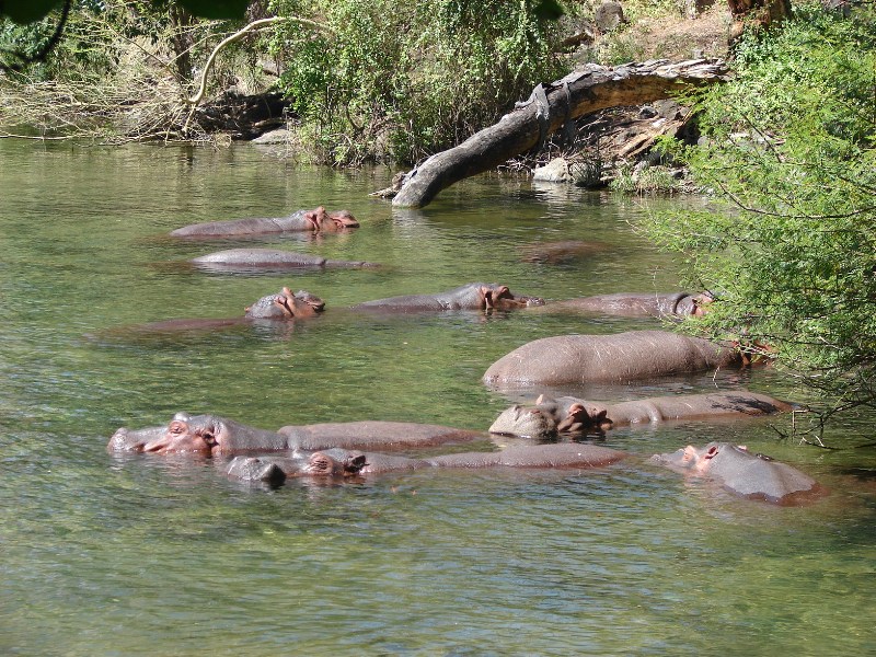 hippos_at_mzima_springs_Tsavo_West_National_Park