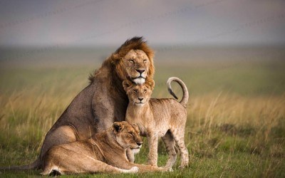 lions-mara