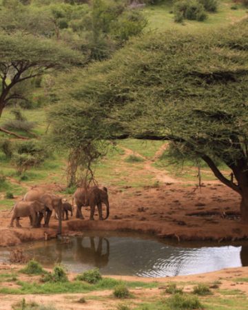 Nature and Wildlife Safaris